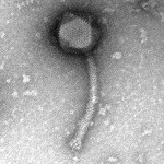 Bacillus phage Chupacabra